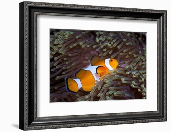 Western Clown Anemonefish and Sea Anemone (Heteractis Magnifica), Southern Thailand-Andrew Stewart-Framed Photographic Print