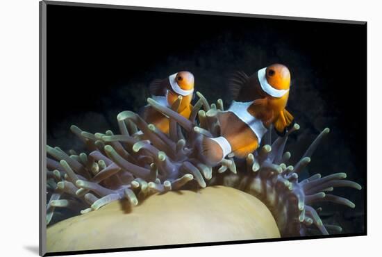 Western Clown Anemonefish and Sea Anemone (Heteractis Magnifica), Southern Thailand-Andrew Stewart-Mounted Photographic Print