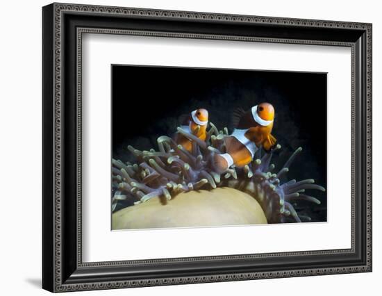 Western Clown Anemonefish and Sea Anemone (Heteractis Magnifica), Southern Thailand-Andrew Stewart-Framed Photographic Print