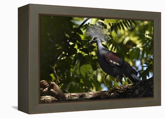 Western crowned pigeon, Aiduma Island, Triton Bay, Western Papua, Indonesian New Guinea-Staffan Widstrand-Framed Premier Image Canvas
