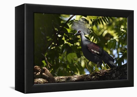 Western crowned pigeon, Aiduma Island, Triton Bay, Western Papua, Indonesian New Guinea-Staffan Widstrand-Framed Premier Image Canvas