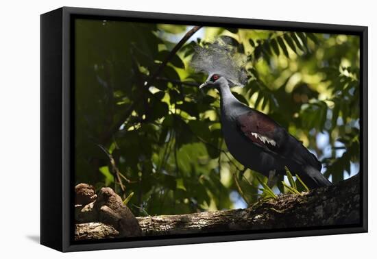 Western crowned pigeon, Aiduma Island, Triton Bay, Western Papua, Indonesian New Guinea-Staffan Widstrand-Framed Premier Image Canvas
