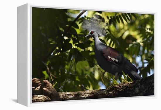 Western crowned pigeon, Aiduma Island, Triton Bay, Western Papua, Indonesian New Guinea-Staffan Widstrand-Framed Premier Image Canvas