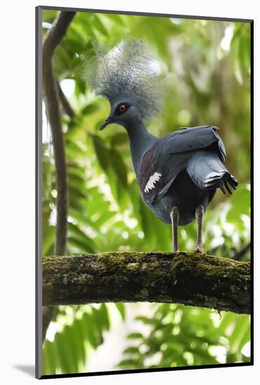 Western crowned pigeon, Aiduma Island, Triton Bay, Western Papua, Indonesian New Guinea-Staffan Widstrand-Mounted Photographic Print