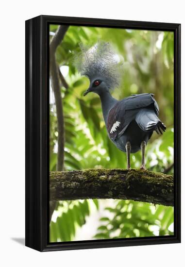 Western crowned pigeon, Aiduma Island, Triton Bay, Western Papua, Indonesian New Guinea-Staffan Widstrand-Framed Premier Image Canvas