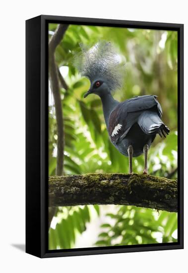 Western crowned pigeon, Aiduma Island, Triton Bay, Western Papua, Indonesian New Guinea-Staffan Widstrand-Framed Premier Image Canvas