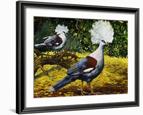 Western Crowned Pigeon or Blue Crowned Pigeon (Goura Cristata), Columbidae-null-Framed Giclee Print