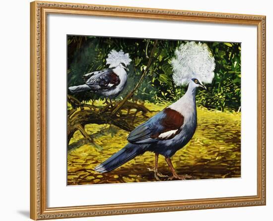 Western Crowned Pigeon or Blue Crowned Pigeon (Goura Cristata), Columbidae-null-Framed Giclee Print