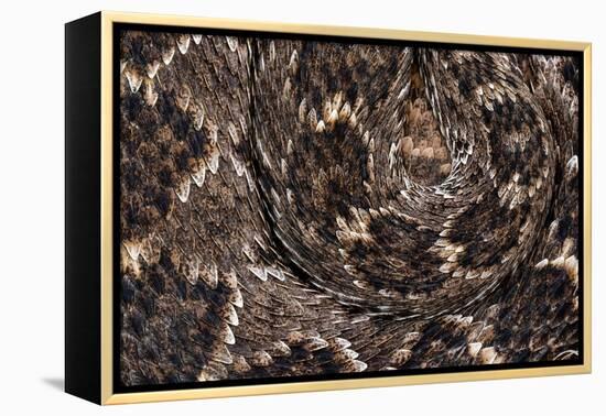 Western diamondback rattlesnake skin pattern detail, Texas-Karine Aigner-Framed Premier Image Canvas