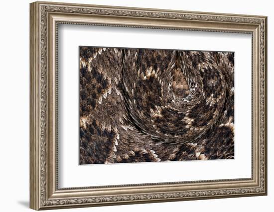 Western diamondback rattlesnake skin pattern detail, Texas-Karine Aigner-Framed Photographic Print