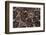 Western diamondback rattlesnake skin pattern detail, Texas-Karine Aigner-Framed Photographic Print