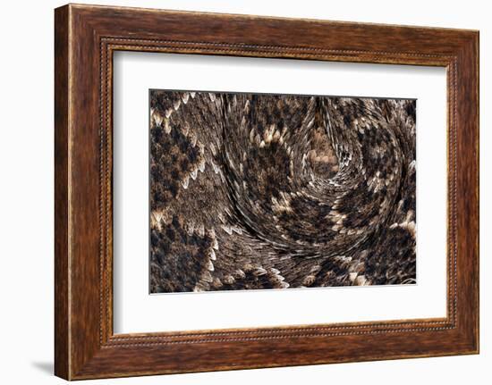 Western diamondback rattlesnake skin pattern detail, Texas-Karine Aigner-Framed Photographic Print