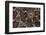 Western diamondback rattlesnake skin pattern detail, Texas-Karine Aigner-Framed Photographic Print