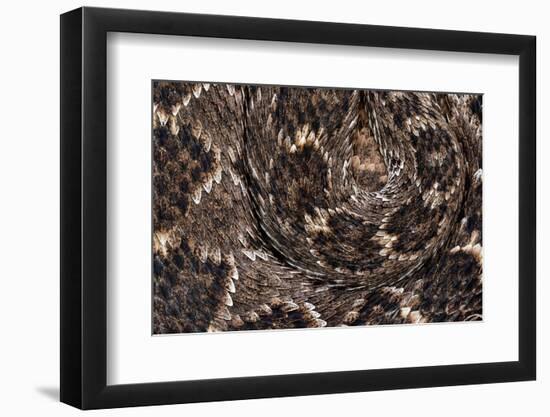 Western diamondback rattlesnake skin pattern detail, Texas-Karine Aigner-Framed Photographic Print