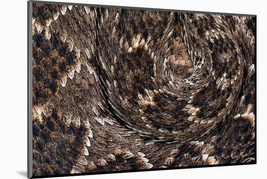 Western diamondback rattlesnake skin pattern detail, Texas-Karine Aigner-Mounted Photographic Print