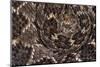 Western diamondback rattlesnake skin pattern detail, Texas-Karine Aigner-Mounted Photographic Print