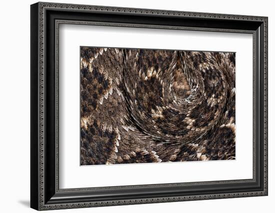 Western diamondback rattlesnake skin pattern detail, Texas-Karine Aigner-Framed Photographic Print