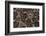 Western diamondback rattlesnake skin pattern detail, Texas-Karine Aigner-Framed Photographic Print