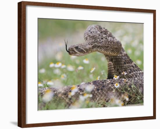 Western Diamondback Rattlesnake, Texas, USA-Larry Ditto-Framed Photographic Print
