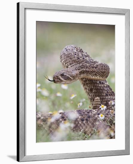 Western Diamondback Rattlesnake, Texas, USA-Larry Ditto-Framed Photographic Print