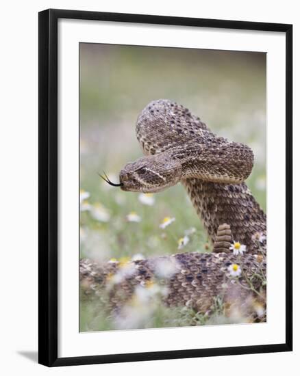 Western Diamondback Rattlesnake, Texas, USA-Larry Ditto-Framed Photographic Print