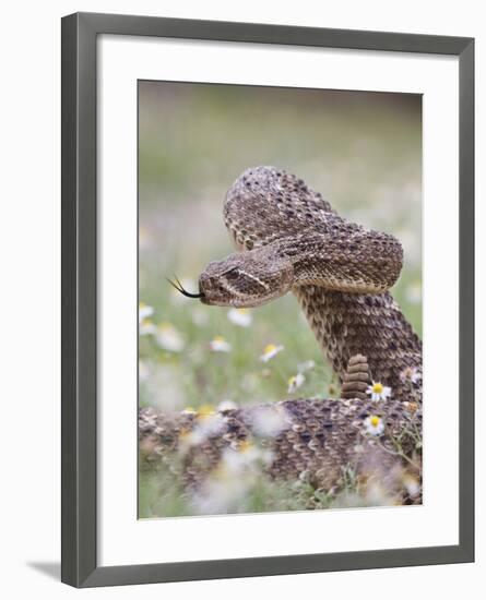 Western Diamondback Rattlesnake, Texas, USA-Larry Ditto-Framed Photographic Print