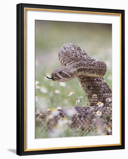 Western Diamondback Rattlesnake, Texas, USA-Larry Ditto-Framed Photographic Print