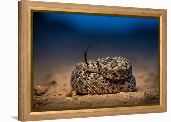 Western diamondback rattlesnake young, coiled up, Texas-Karine Aigner-Framed Premier Image Canvas