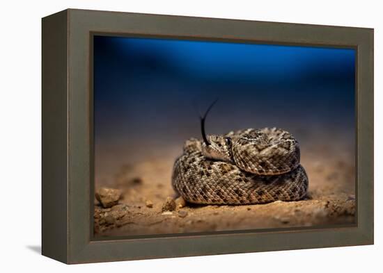 Western diamondback rattlesnake young, coiled up, Texas-Karine Aigner-Framed Premier Image Canvas