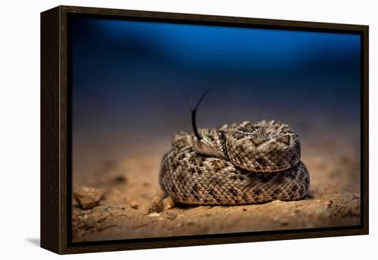 Western diamondback rattlesnake young, coiled up, Texas-Karine Aigner-Framed Premier Image Canvas