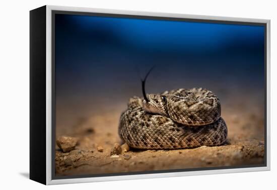 Western diamondback rattlesnake young, coiled up, Texas-Karine Aigner-Framed Premier Image Canvas