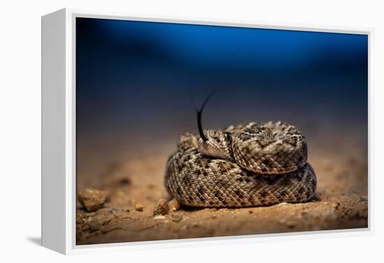 Western diamondback rattlesnake young, coiled up, Texas-Karine Aigner-Framed Premier Image Canvas