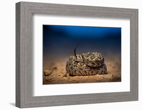 Western diamondback rattlesnake young, coiled up, Texas-Karine Aigner-Framed Photographic Print