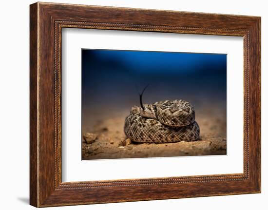 Western diamondback rattlesnake young, coiled up, Texas-Karine Aigner-Framed Photographic Print