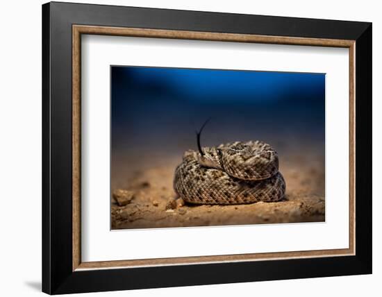 Western diamondback rattlesnake young, coiled up, Texas-Karine Aigner-Framed Photographic Print