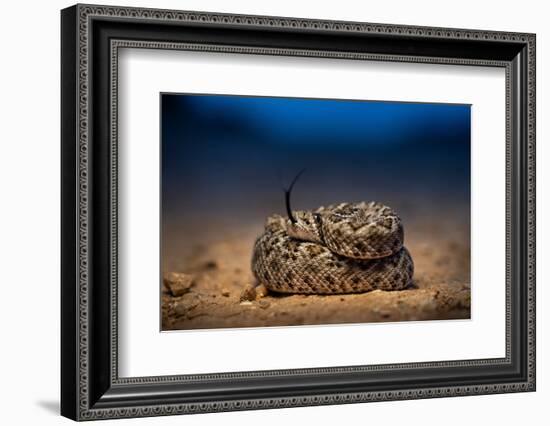 Western diamondback rattlesnake young, coiled up, Texas-Karine Aigner-Framed Photographic Print