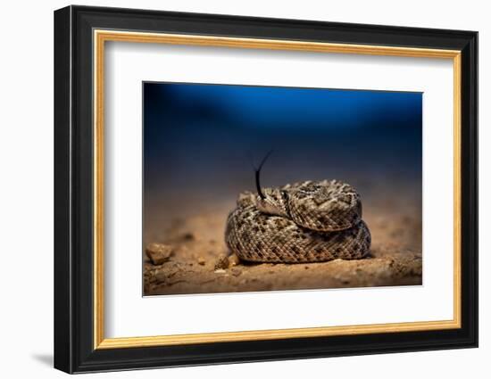 Western diamondback rattlesnake young, coiled up, Texas-Karine Aigner-Framed Photographic Print