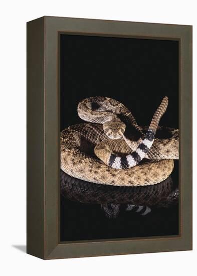 Western Diamondback Rattlesnake-DLILLC-Framed Premier Image Canvas