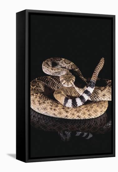 Western Diamondback Rattlesnake-DLILLC-Framed Premier Image Canvas