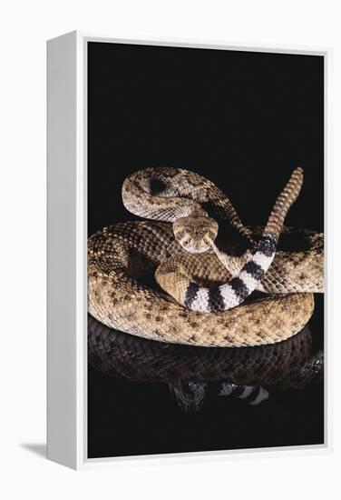 Western Diamondback Rattlesnake-DLILLC-Framed Premier Image Canvas