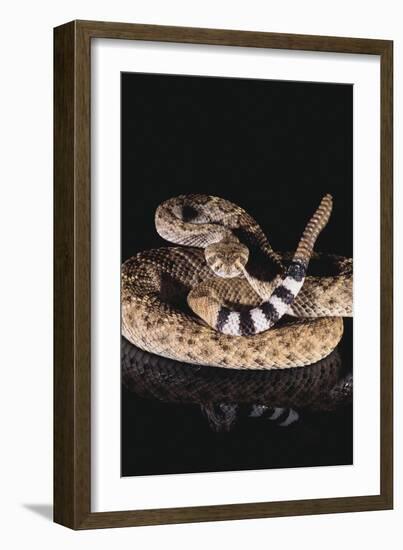 Western Diamondback Rattlesnake-DLILLC-Framed Premium Photographic Print
