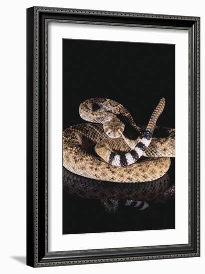 Western Diamondback Rattlesnake-DLILLC-Framed Premium Photographic Print
