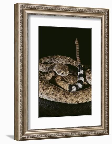 Western Diamondback Rattlesnake-DLILLC-Framed Photographic Print