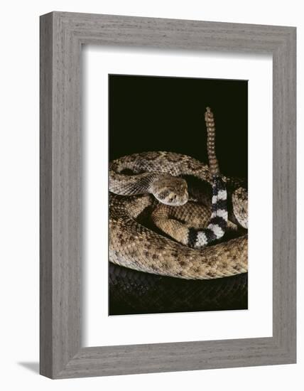 Western Diamondback Rattlesnake-DLILLC-Framed Photographic Print