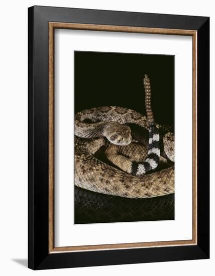 Western Diamondback Rattlesnake-DLILLC-Framed Photographic Print