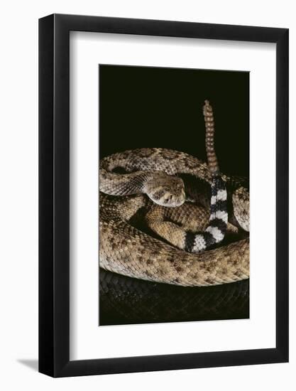 Western Diamondback Rattlesnake-DLILLC-Framed Photographic Print