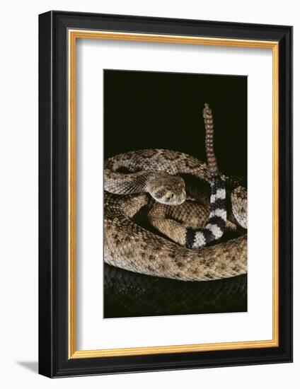 Western Diamondback Rattlesnake-DLILLC-Framed Photographic Print