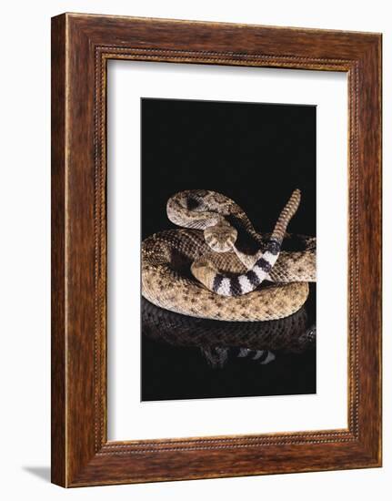 Western Diamondback Rattlesnake-DLILLC-Framed Photographic Print