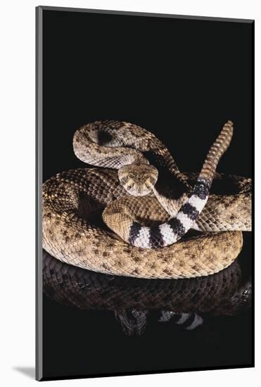 Western Diamondback Rattlesnake-DLILLC-Mounted Photographic Print