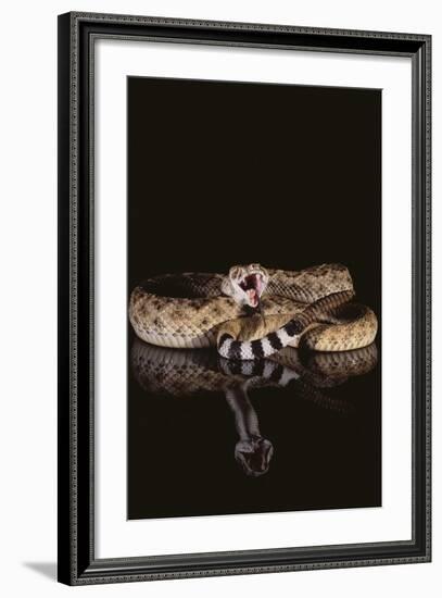 Western Diamondback Rattlesnake-DLILLC-Framed Photographic Print